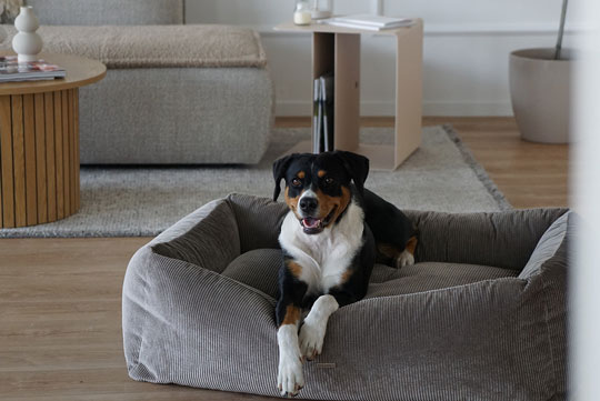 Hundebett