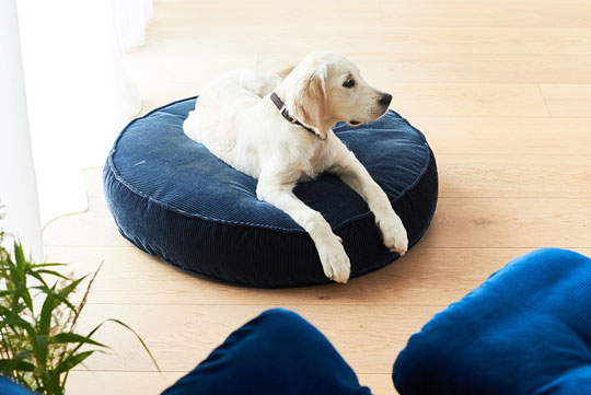 Hundebett